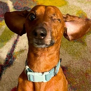 Meet your Posher, Rhonda ❤️Aiming for Ambassador one interaction at a time❤️